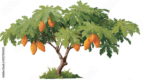 A digital illustration depicting a papaya tree laden with ripe, orange papayas. The tree is shown against a white background, and a small patch of green grass is visible at the base of the trunk.