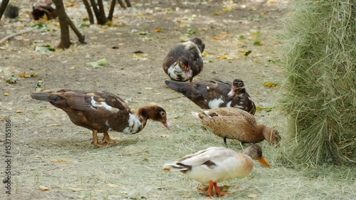 Group of ducks pecking at hay scattered near a large hay bale in a rural farmyard on a dry autumn day