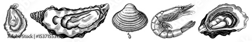 Vector Detailed illustrations of shellfish and a shrimp in vintage engraving style.