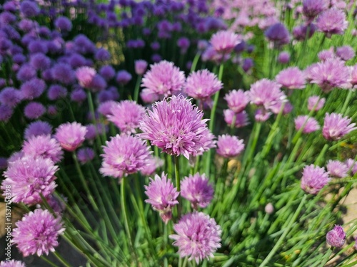 Close-Up of Blooming Chive Flower – Herb Blossom in Detail