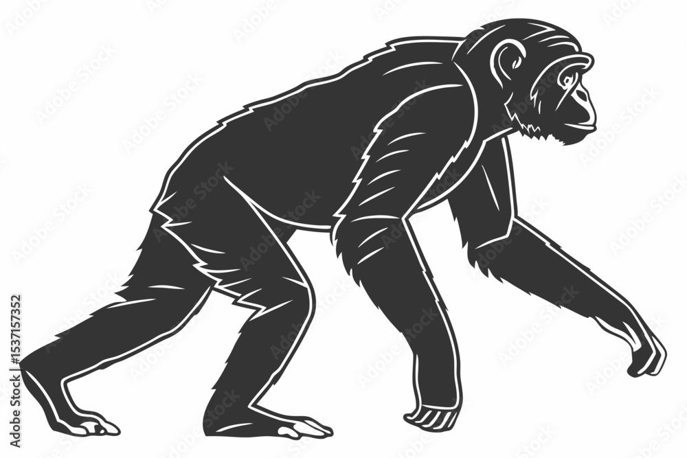 Fototapeta premium chimpanzee sihouette black vector
