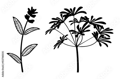 Vector Botanical of delicate flowering plants with linear details.
