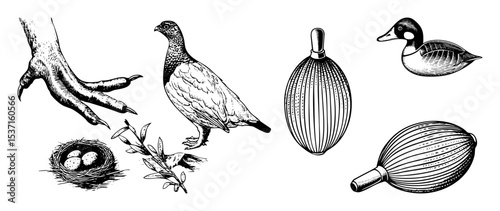 Vector Detailed of birds nests and botanical elements in vintage engraving style.