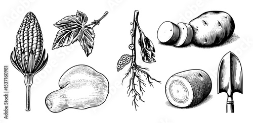 Vector Vintage botanical featuring root vegetables corn and gardening tools.