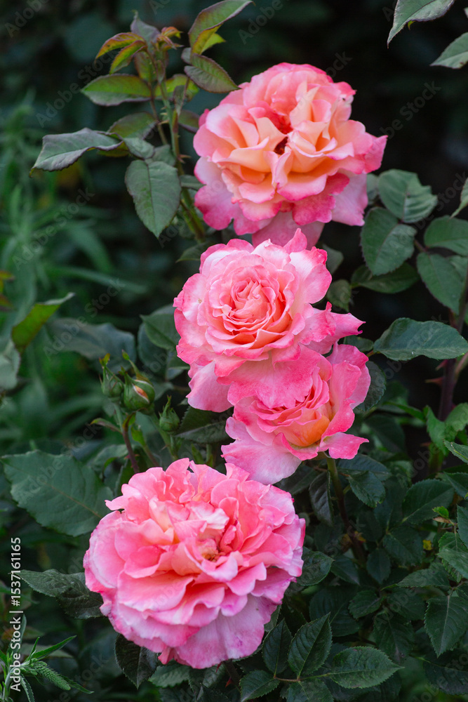 delicate textured rose flowers delicate textured rose flowers