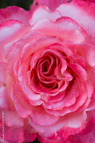 delicate textured rose flowers