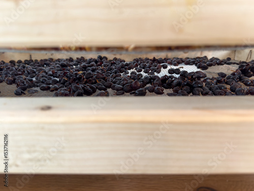 Drying coffee cherries in wooden trays – natural coffee processing method, specialty coffee.