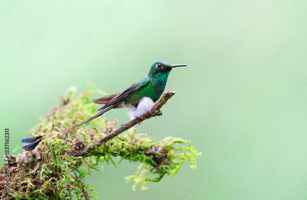 Obraz premium White-booted Racket-tail, gorgeous hummingbird with a long tail, Ocreatus underwoodii in Ecuador