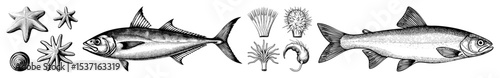 Vector Detailed of marine life featuring fish starfish and sea plants.