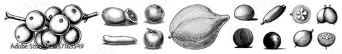 Vector Detailed botanical illustrations of plums and gourds in engraved style.