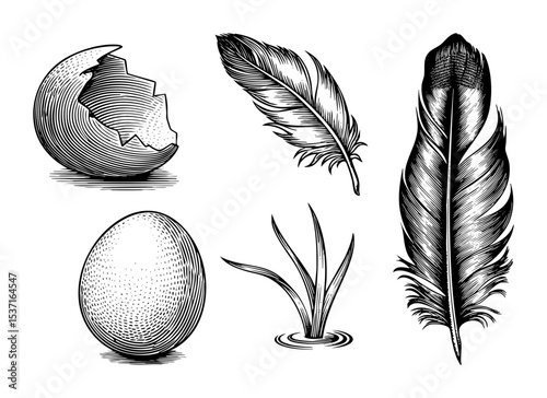 Vector Vintage egg feathers and sprout set in engraving style.