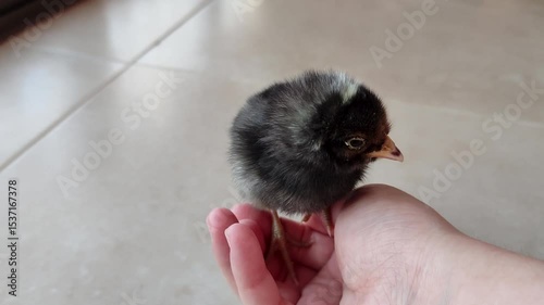 A distrustful little chick jumps to the ground from the hand holding it