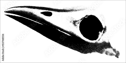 High contrast black and white abstract of bird skull for artistic design