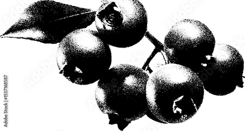 High contrast black and white blueberry cluster art for design