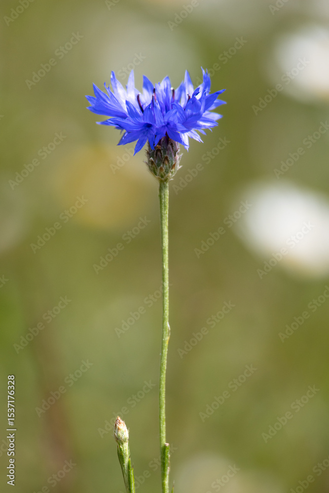 Fototapeta premium Single corn flower with blurred background