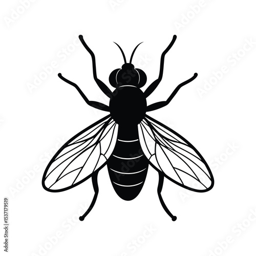 Realistic housefly insect graphic Vector illustration