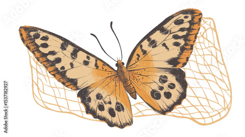 Close-up illustration of an orange butterfly with dark brown markings on its wings. The butterfly is depicted in profile view with its wings open, showcasing intricate detail in the wing patterns.