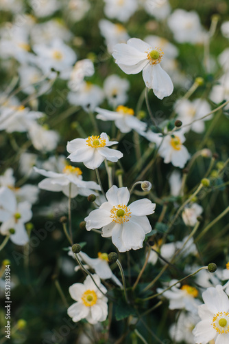 Tender white Anemone flowers in a garden. Close up.