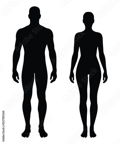 Detailed male and female human body silhouettes showing realistic anatomy, fitness and medical reference design