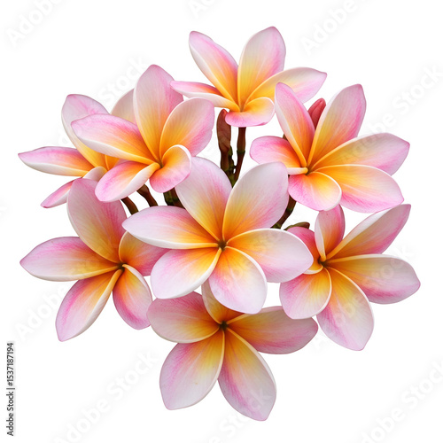 frangipani flower isolated on white