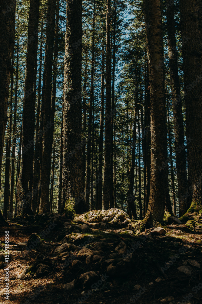 Obraz premium Forest Scene with beams. Summer sunny day in a forest of National Park Durmitor, Montenegro. Calm and Meditation energy.