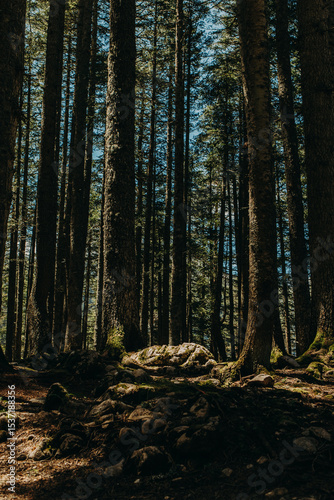 Forest Scene with beams. Summer sunny day in a forest of National Park Durmitor, Montenegro. Calm and Meditation energy.