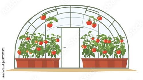 A digital illustration depicting a half-dome shaped greenhouse with a metal frame. Inside, several tomato plants in terracotta pots are shown, bearing ripe red tomatoes. The plants are neatly