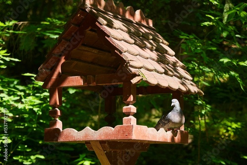 A pigeon sits in a park with a wooden bird feeding house