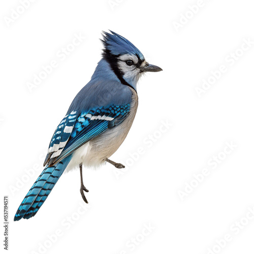 Realistic Blue Jay Bird Transparent Background for Crafts photo