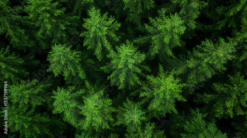 close up of green moss