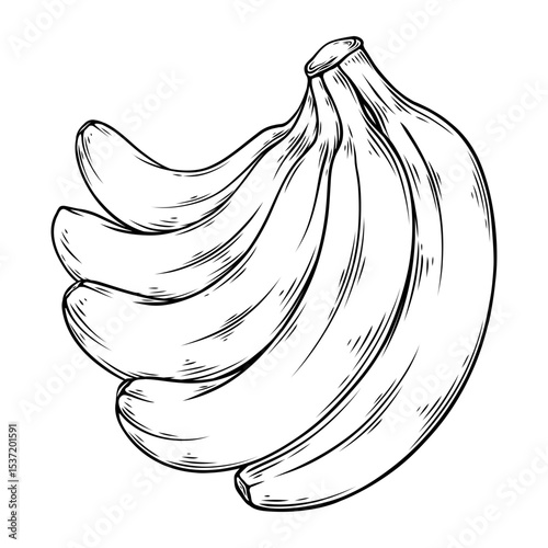 line art hand drawn illustration of a banana