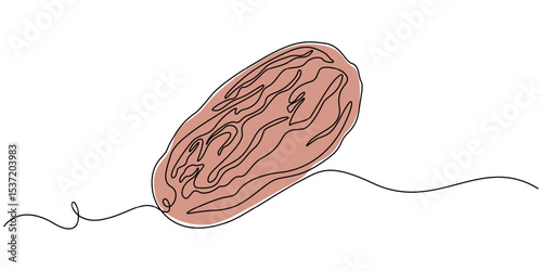 Dates fruit continuous line. Continuous one line drawing of sweet dates. Tropical arabic fruit concept. single line drawing, Continuous one line drawing of dates palm fruit. Vector illustration