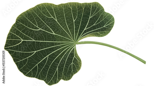 Close-up image of a single, large, green leaf isolated on a white background. The leaf exhibits prominent, radiating veins emanating from a central point.  The leaf is dark green, showing