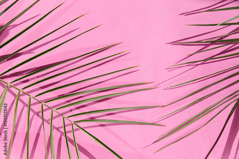 Obraz premium A close-up of palm leaf against a pink background, showcasing shadows. The simplicity and vibrant color contrast create a modern aesthetic, emphasizing nature and minimalistic design. Summer concept.