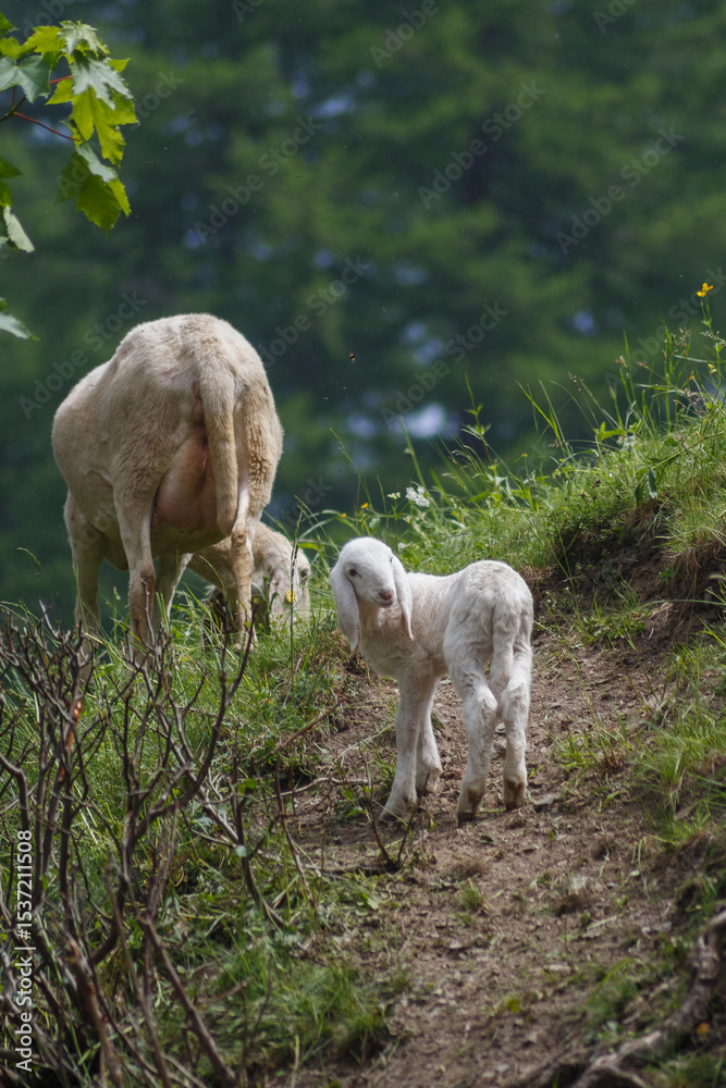 Obraz premium White baby lamb with its mother walking on a mountain path surrounded by grass