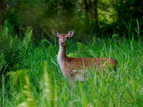 Fototapeta Naklejka Na Ścianę i Meble -  Sarna