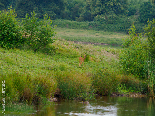 Fototapeta Naklejka Na Ścianę i Meble -  Sarna