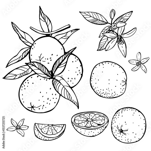 Hand-drawn orange fruits, leaves and flowers. Vector sketch  illustration.