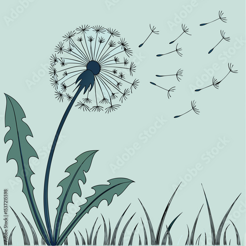 dandelion on a black background