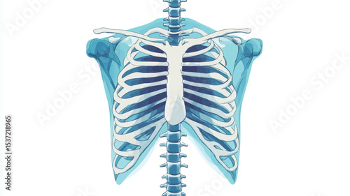 A digitally rendered illustration depicting the human rib cage and spine.  The image shows a transparent, light blue rendering of the bones, clearly illustrating the structure of the ribs, sternum,