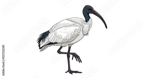 The Majestic Ibis A Wading Bird With A Striking Appearance and Unique Behavior