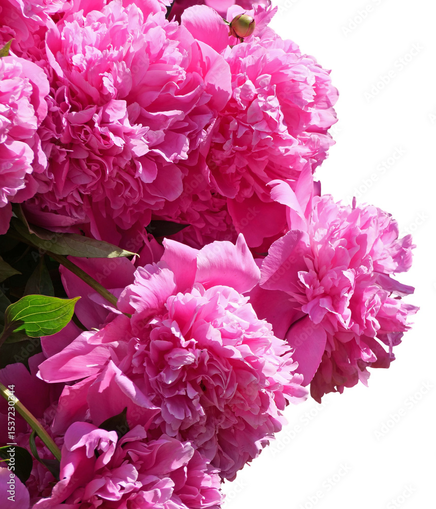 Lush Pink Peonies in Full Bloom isolated on Transparent Background Lush Pink Peonies in Full Bloom isolated on Transparent Background