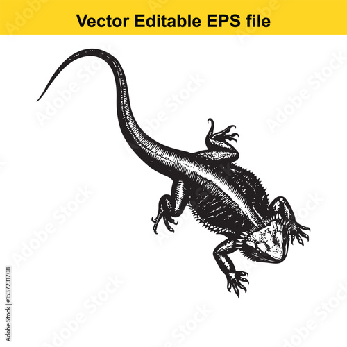 Detailed Black and White Illustration of a Bearded Dragon Lizard with Spikes Scales and Intricate Markings Vector Graphic Animal Reptile Pet Wildlife