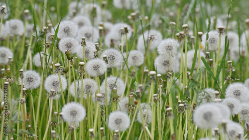 Fototapeta Naklejka Na Ścianę i Meble -  Lots of white dandelions in the meadow