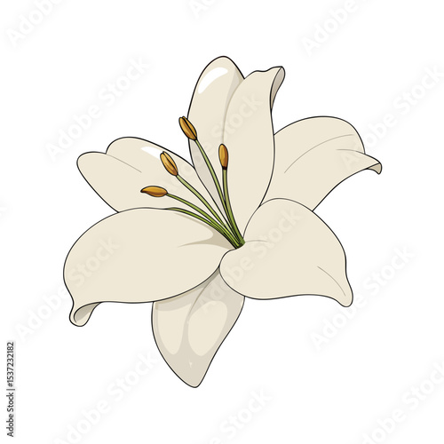 Beautiful ivory lily blooming against a clean white background vector illustration