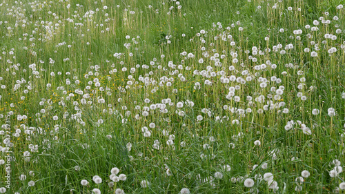 Lots of white dandelions in the meadow