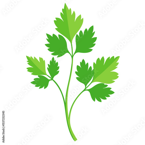 fresh green parsley with multiple serrated leaves and stems, depicted in various shades of green in a simple botanical design