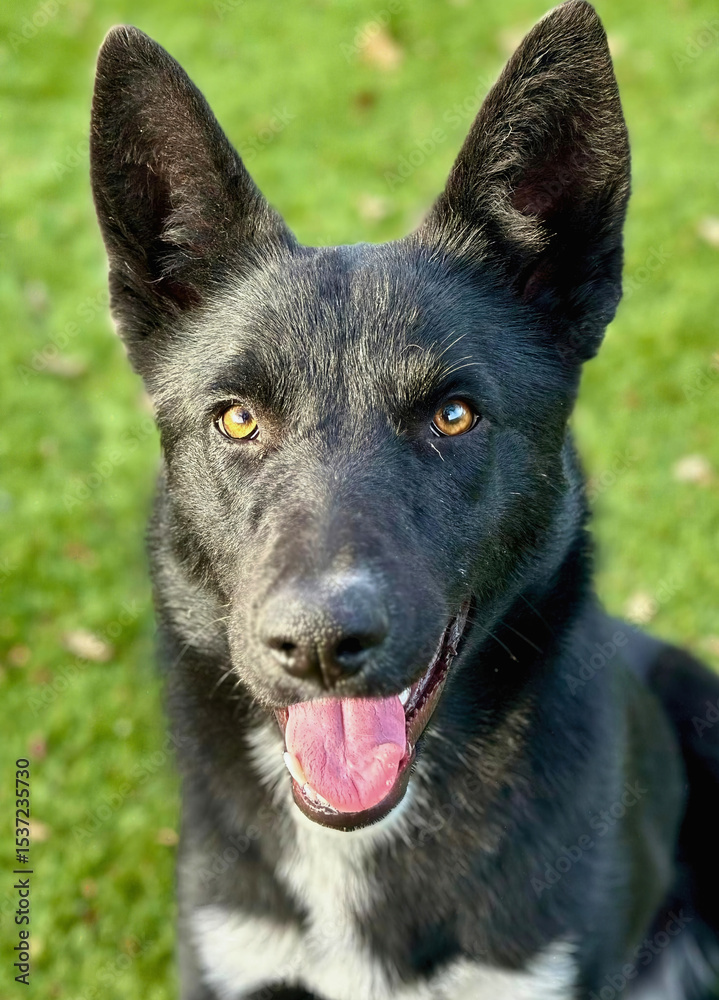 Black Shepherd Mix Smiling Outdoors Black Shepherd Mix Smiling Outdoors