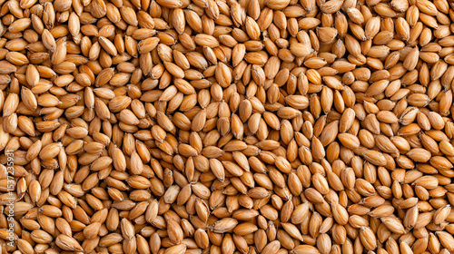 wheat grains background