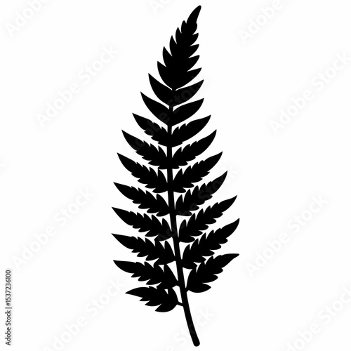 fern leaf isolated on white background